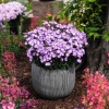 Флокс метельчатый Flame Lilac2