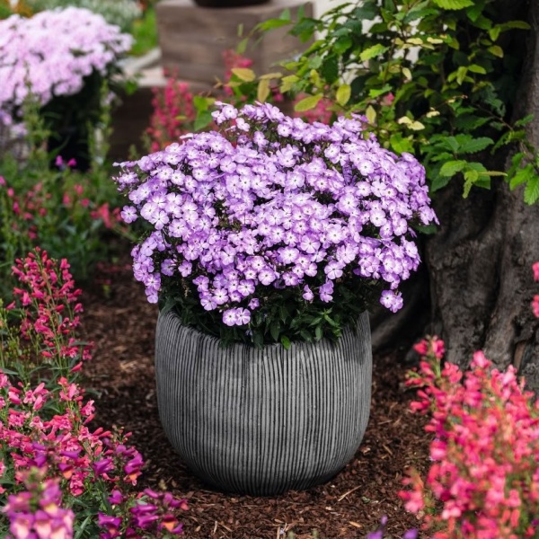 Флокс метельчатый Flame Lilac2