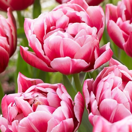 Тюльпан Columbus