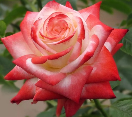 роза Императрица Фарах