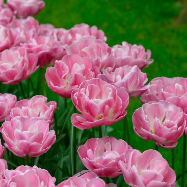 Тюльпан Vogue2