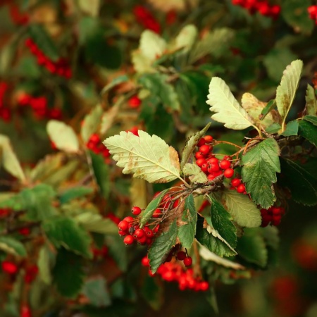 Рябина промежуточная6