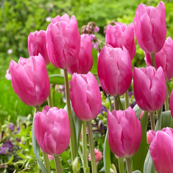 Тюльпан Jumbo Pink3