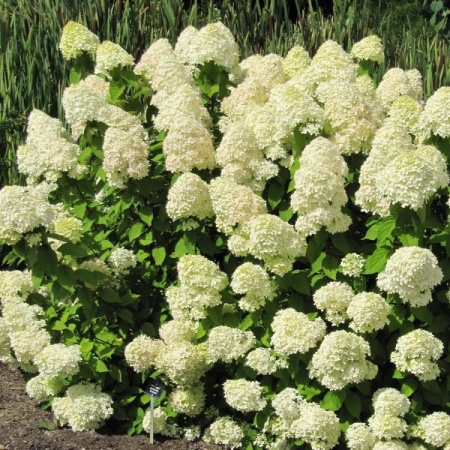 Гортензия метельчатая Limelight2