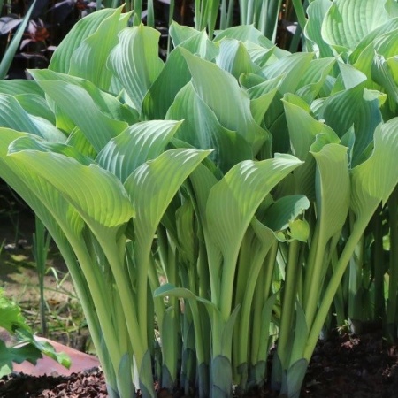 Хоста Krossa Regal