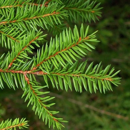 ель обыкновенная4