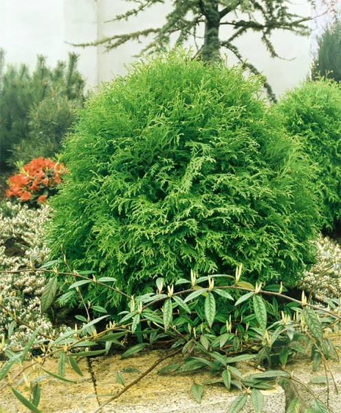 Туя западная Globosa3