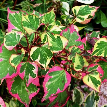 Хауттюйния сердцевидная Chameleon (Хамелеон)2