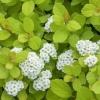 Спирея березолистная Tor Gold