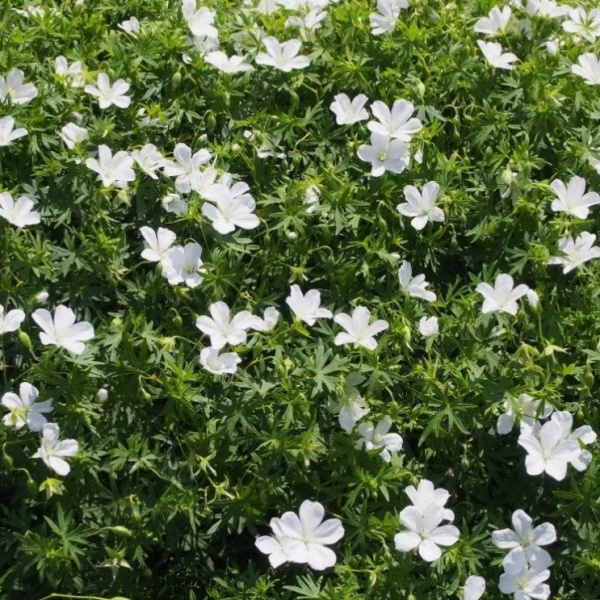 Герань кроваво-красная Альбум2