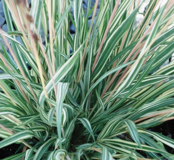 Молиния голубая Variegata