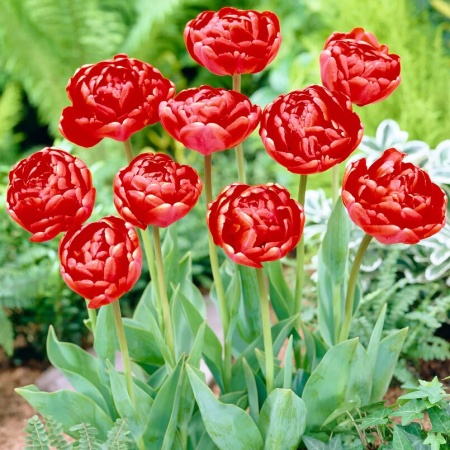 Тюльпан Miranda3