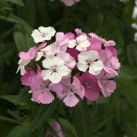 Гвоздика бородатая Dart Scarlet5