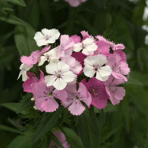 Гвоздика бородатая Dart Scarlet5