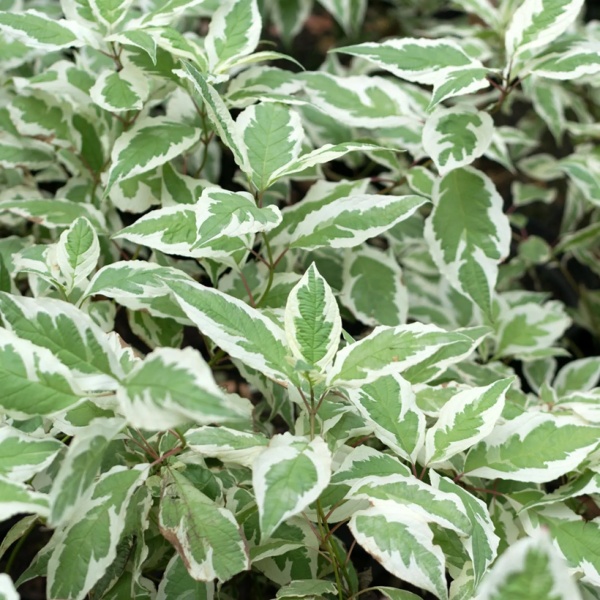 Дерен белый Elegantissima3