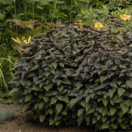 Посконник морщинистый Chocolate4