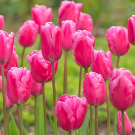 Тюльпан Jumbo Pink