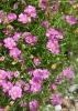 Гипсофила ползучая Gypsy Pink1