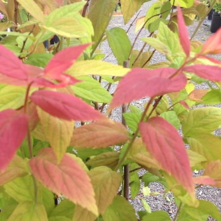 Спирея японская Macrophylla3