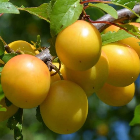 Слива Ренклод колхозный2