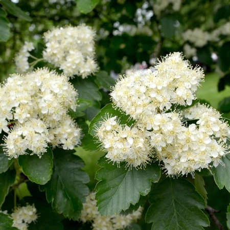 Рябина промежуточная2