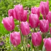 Тюльпан Jumbo Pink3