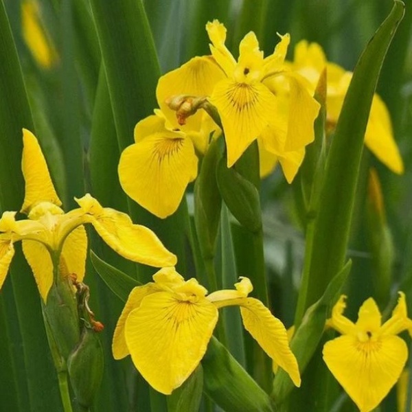 Ирис болотный