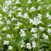 Душевик котовниковый Marvelette White2 Душевик котовниковый Marvelette White2