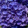 Гортензия крупнолистная Jip Blue