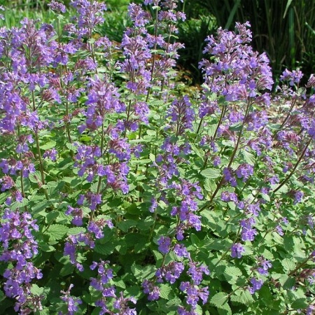 Котовник фассена Blue Wonder2