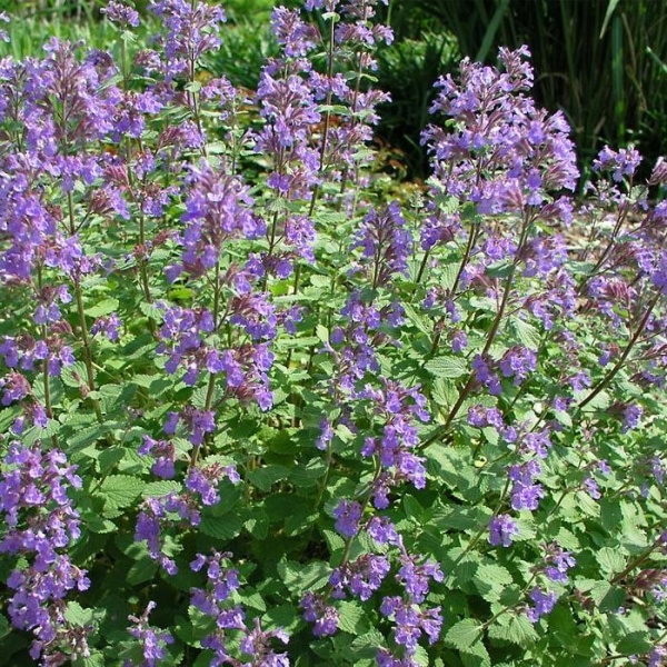 Котовник фассена Blue Wonder2