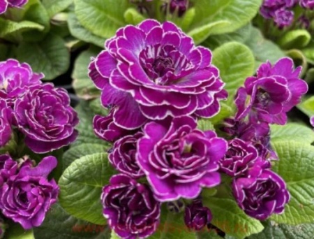 Примула Balerina Purple Diamond