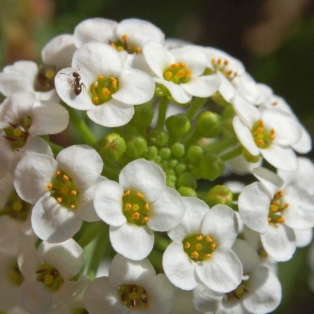 Алисум (лобулярия)