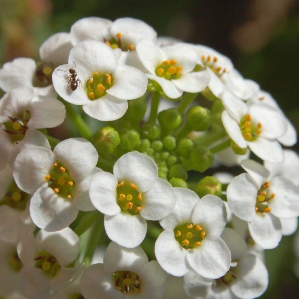 Алисум (лобулярия)