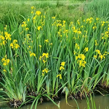 Ирис болотный (Р15)