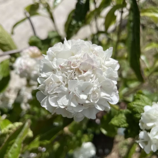 Калина обыкновенная Roseum2