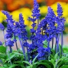 Шалфей (сальвия) Виктория Блю 'Victoria Blue'2