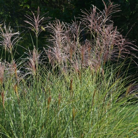 Мискантус китайский Morning Light 2