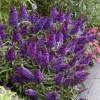 Буддлея Давида 'Butterfly Candy Little Purple'