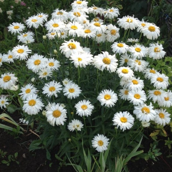 Ромашка (нивяник) Крэйзи Дэйзи2