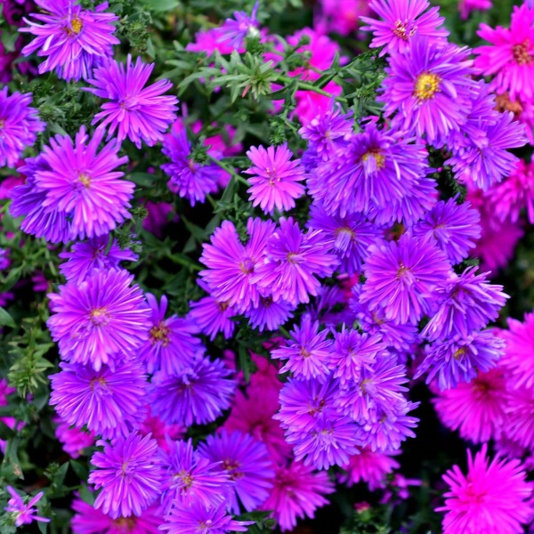 Астра китайская3