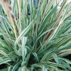 Молиния голубая Variegata2