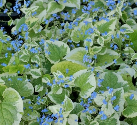 Бруннера крупнолистная Variegata