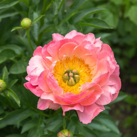 Пион Pink Hawaiian Coral2