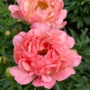 Пион Pink Hawaiian Coral5