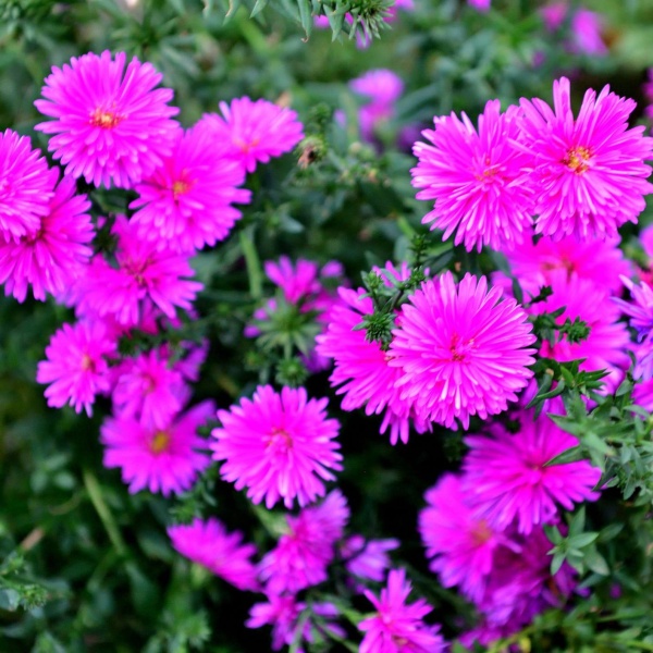 Астра китайская2