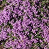 Тимьян ранний 'Pink Chintz'4