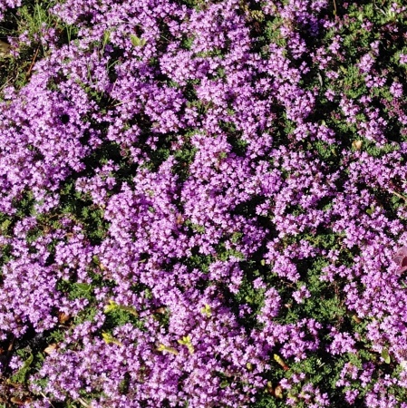 Тимьян ранний 'Pink Chintz'4