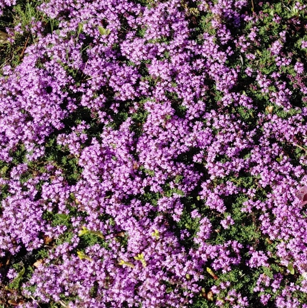 Тимьян ранний 'Pink Chintz'4
