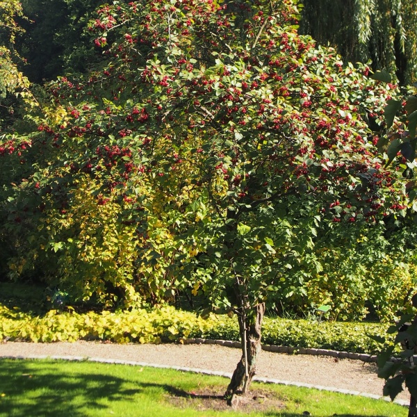 Боярышник сибирский